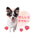 パピヨンの夢ちゃん♡4（個別スタンプ：19）