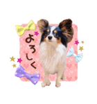 パピヨンの夢ちゃん♡4（個別スタンプ：22）