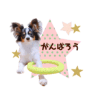 パピヨンの夢ちゃん♡4（個別スタンプ：25）