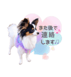 パピヨンの夢ちゃん♡4（個別スタンプ：31）