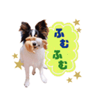 パピヨンの夢ちゃん♡4（個別スタンプ：32）