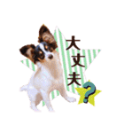 パピヨンの夢ちゃん♡4（個別スタンプ：35）
