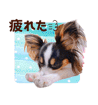 パピヨンの夢ちゃん♡4（個別スタンプ：36）