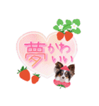パピヨンの夢ちゃん♡4（個別スタンプ：40）
