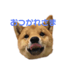 柴犬兄弟ぎんこう！（個別スタンプ：1）