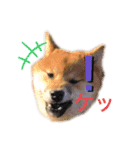 柴犬兄弟ぎんこう！（個別スタンプ：2）
