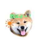 柴犬兄弟ぎんこう！（個別スタンプ：3）