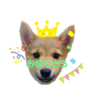 柴犬兄弟ぎんこう！（個別スタンプ：4）