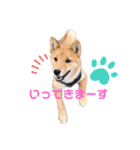 柴犬兄弟ぎんこう！（個別スタンプ：5）