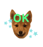 柴犬兄弟ぎんこう！（個別スタンプ：6）