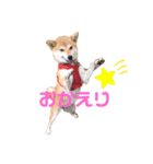 柴犬兄弟ぎんこう！（個別スタンプ：7）
