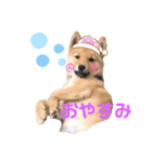 柴犬兄弟ぎんこう！（個別スタンプ：8）