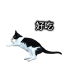可愛いハチワレ猫（個別スタンプ：3）
