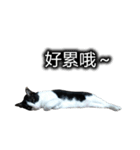 可愛いハチワレ猫（個別スタンプ：4）