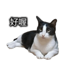 可愛いハチワレ猫（個別スタンプ：5）