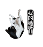 可愛いハチワレ猫（個別スタンプ：6）