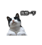 可愛いハチワレ猫（個別スタンプ：7）