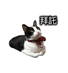 可愛いハチワレ猫（個別スタンプ：9）
