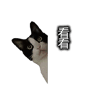 可愛いハチワレ猫（個別スタンプ：10）