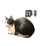 可愛いハチワレ猫（個別スタンプ：11）