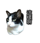 可愛いハチワレ猫（個別スタンプ：13）