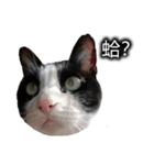 可愛いハチワレ猫（個別スタンプ：14）