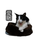 可愛いハチワレ猫（個別スタンプ：15）