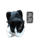 可愛いハチワレ猫（個別スタンプ：16）