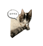 愛猫カイトスタンプ（個別スタンプ：2）