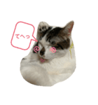 愛猫カイトスタンプ（個別スタンプ：4）