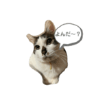 愛猫カイトスタンプ（個別スタンプ：6）