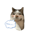 愛猫カイトスタンプ（個別スタンプ：7）