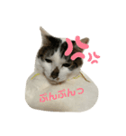 愛猫カイトスタンプ（個別スタンプ：8）