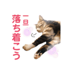 かぎさんと紫苑 4（個別スタンプ：3）