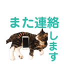 かぎさんと紫苑 4（個別スタンプ：4）