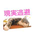 かぎさんと紫苑 4（個別スタンプ：9）