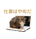 かぎさんと紫苑 4（個別スタンプ：10）