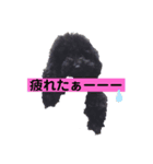 トイプー♥︎アル（個別スタンプ：5）