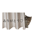 うにたんの日常（個別スタンプ：5）