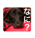 クルベルちゃんの1日（個別スタンプ：5）