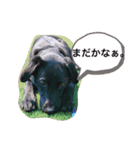 クルベルちゃんの1日（個別スタンプ：13）