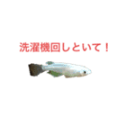 わたしのスタンプちゃん20000（個別スタンプ：4）