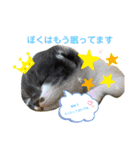 保護猫豆太郎とうさぎの困り顔漣くん（個別スタンプ：1）