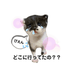 保護猫豆太郎とうさぎの困り顔漣くん（個別スタンプ：2）