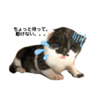 保護猫豆太郎とうさぎの困り顔漣くん（個別スタンプ：3）