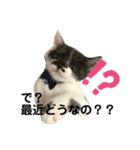 保護猫豆太郎とうさぎの困り顔漣くん（個別スタンプ：5）
