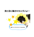 保護猫豆太郎とうさぎの困り顔漣くん（個別スタンプ：8）