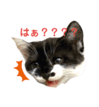 保護猫豆太郎とうさぎの困り顔漣くん（個別スタンプ：9）