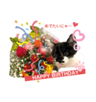 保護猫豆太郎とうさぎの困り顔漣くん（個別スタンプ：12）