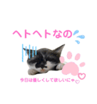 保護猫豆太郎とうさぎの困り顔漣くん（個別スタンプ：13）